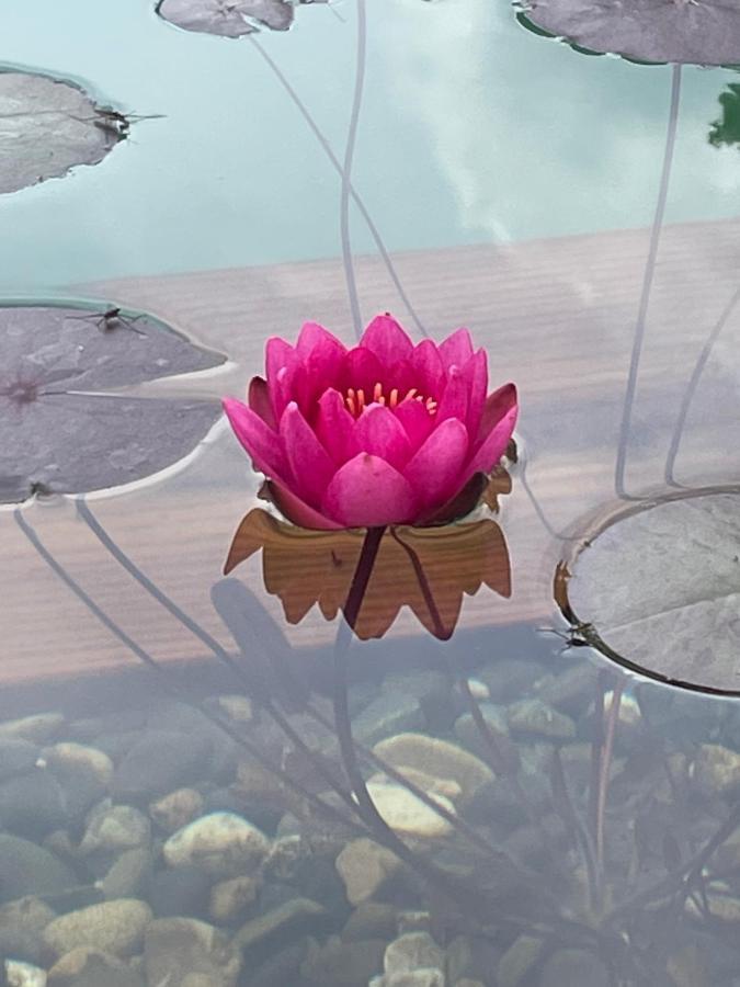 Maison Magnolia Onesse-et-Laharie 外观 照片
